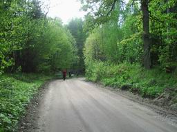 Дорога через Красный лес