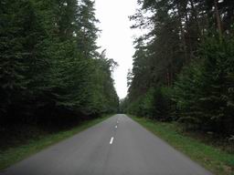 Дорога через Беловежскую Пущу