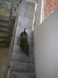 Павлин ходит по лестнице