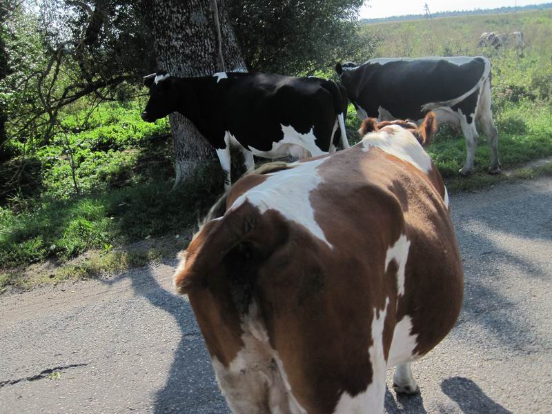 Корова позирует перед фотокамерой