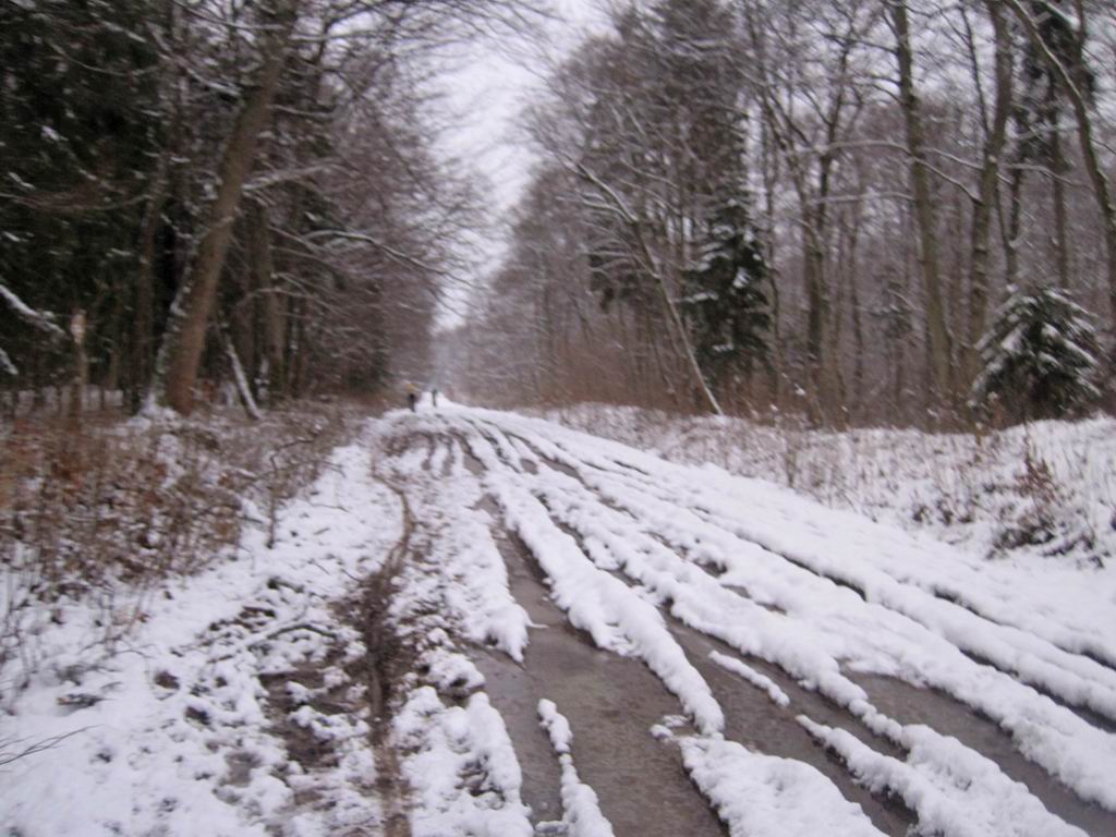 Центральная дорога Матросовского леса