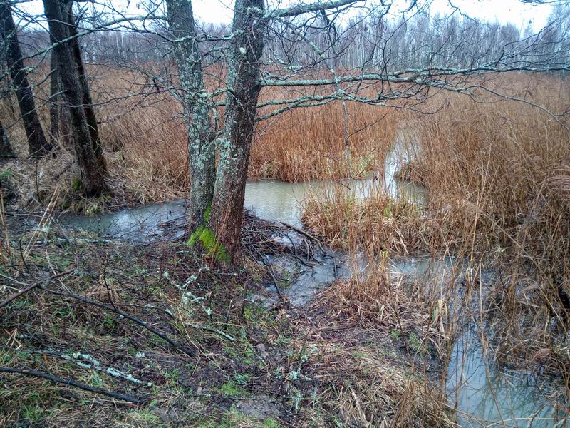 Место прорыва дамбы. Из-под дерева бежит вода
