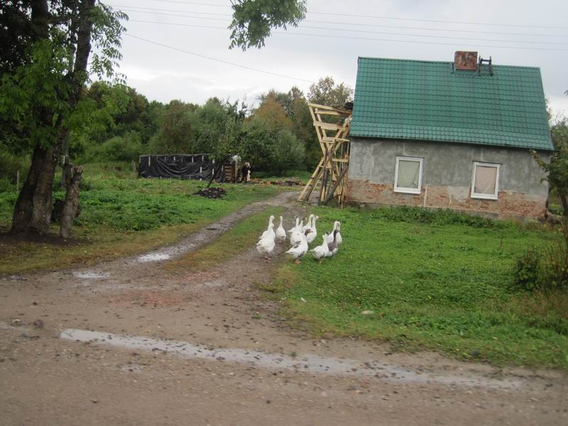 Гуси в Дачном