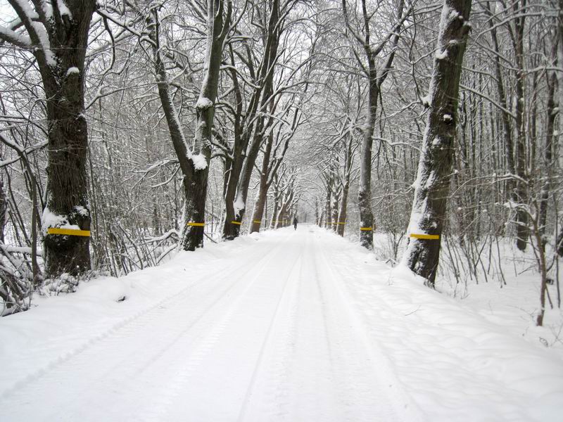 Дорога через лес Ильинский