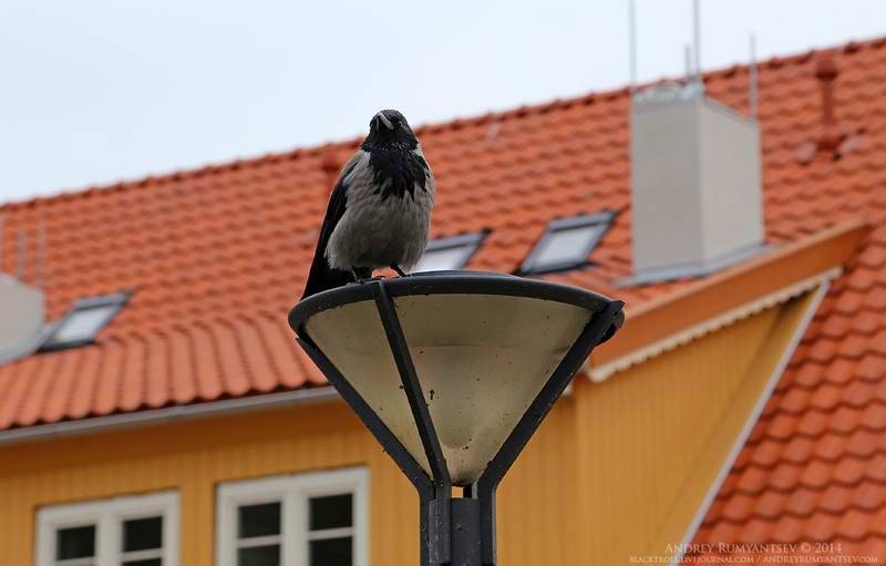 IMG_6588 IMG_6588