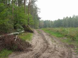 Лесная дорога