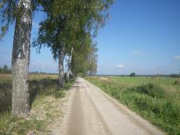 Берёзовая дорога