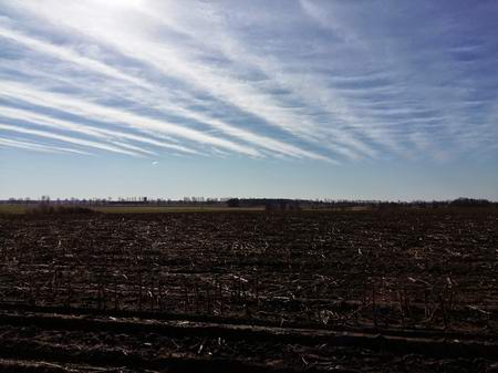 Капустное поле