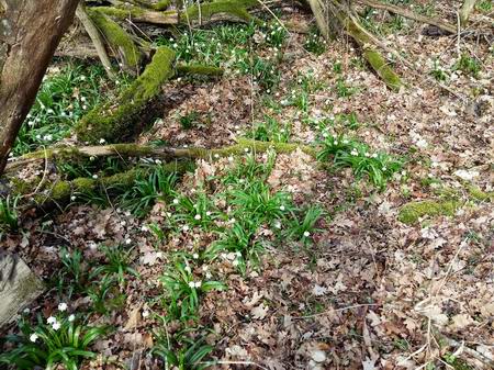 Подснежники