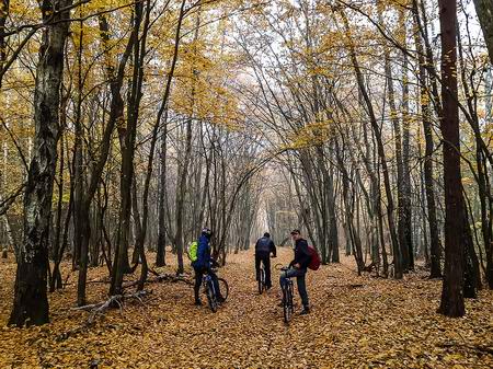 Едем по лесу