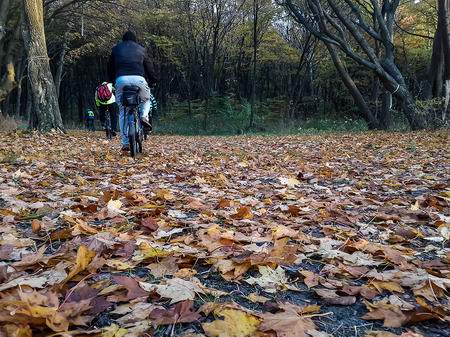 Балтийский лес