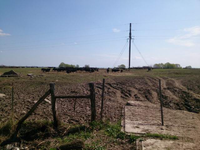Коровки
