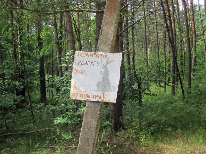 Здесь живёт кенгуру