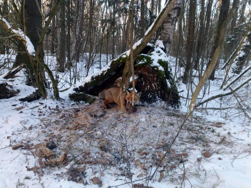 Обнаружили лису, попавшую в капкан