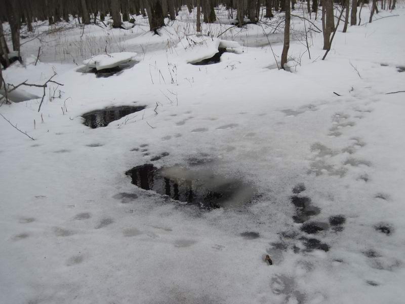 Промоины во льду