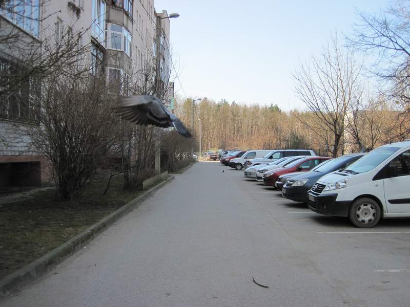 Голубь нагло пролетает перед пелотоном