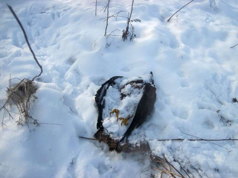 Дохлый ворон
