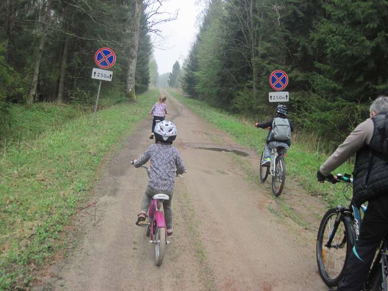 Дорожные знаки на лесной грунтовке