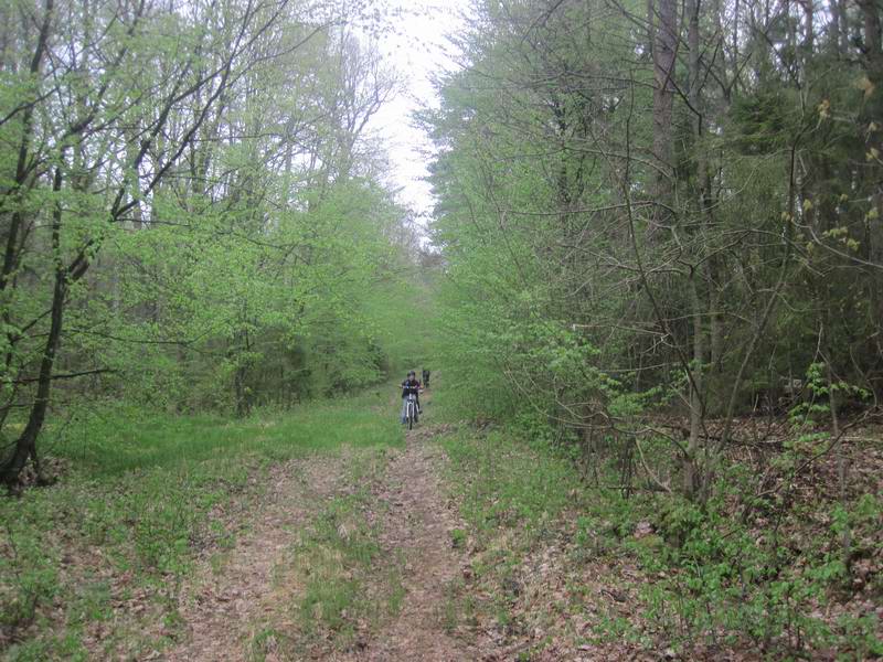 По лесной грунтовке