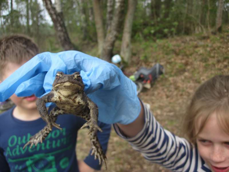 Дариана поймала жабу