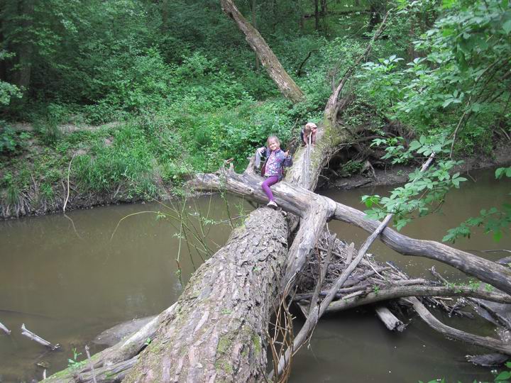 Дети лазят по деревьям