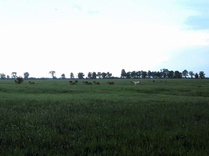 Лошади