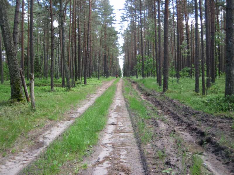 Чудесная просека
