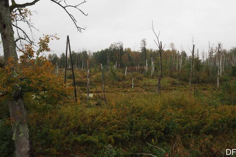 Кругом болота