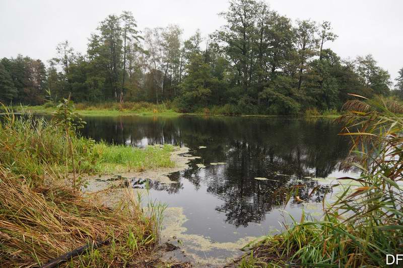 Река Тимбер