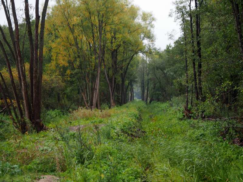 Дальше машины проехать не могут и дамба начала заростать