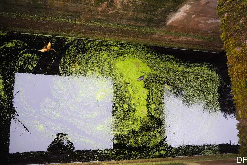 Зелень в канале