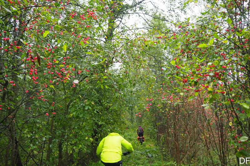 Эх, ягодки...