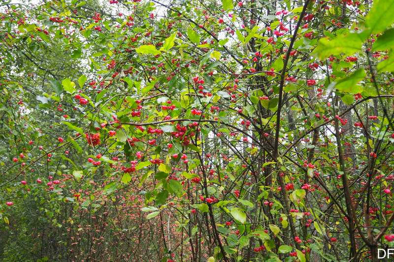 Растут вдоль дороги