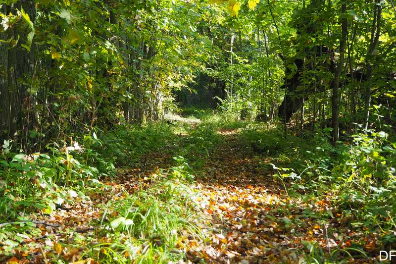 Осенние мотивы