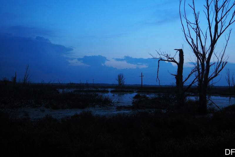 Болото в сумраке