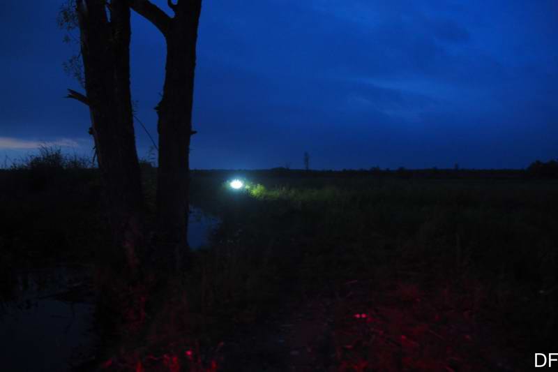 Едреня Тимбера