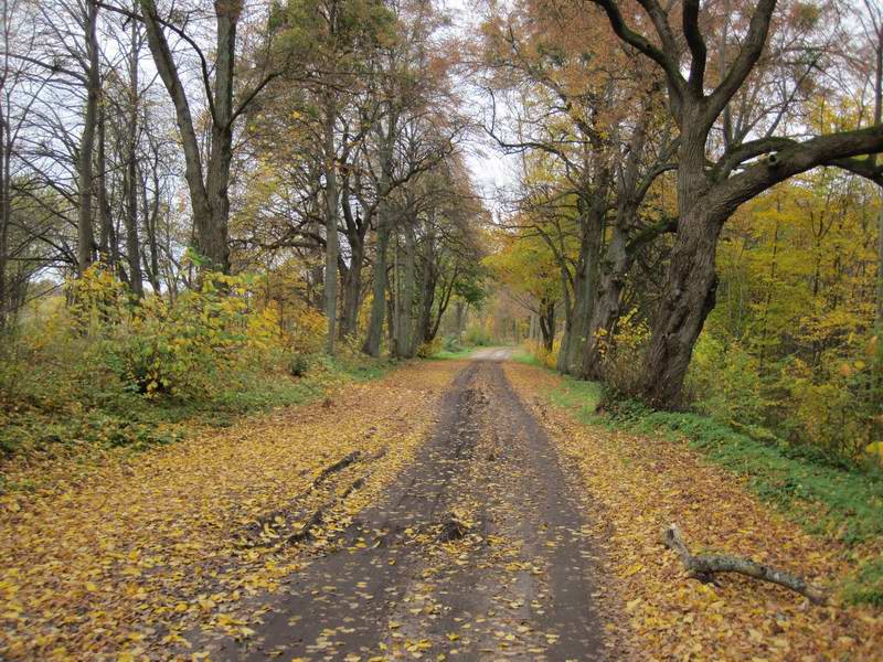 Красивая осенняя дорога