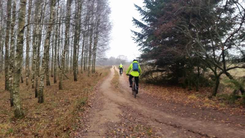 Живописная берёзовая роща