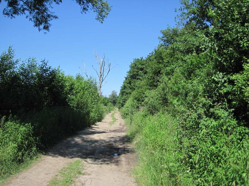 Дорога в Разино