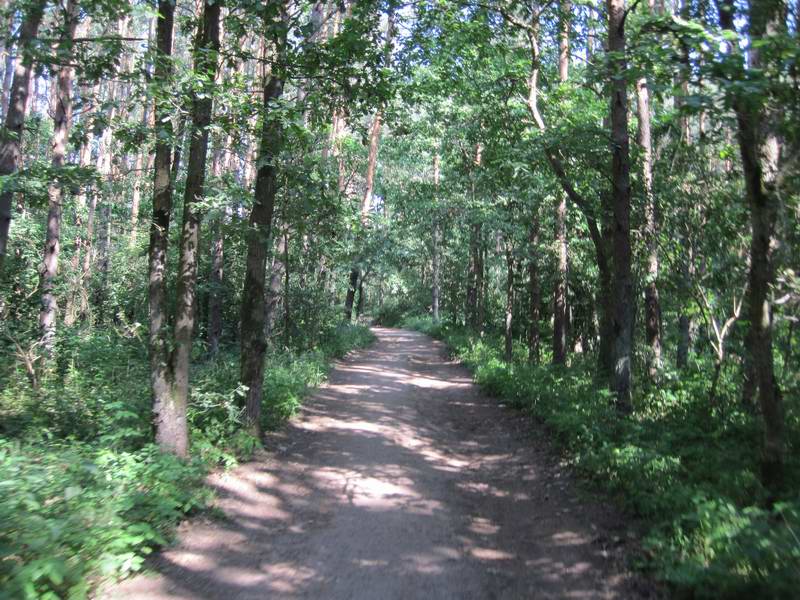 Свернули с неё в лес