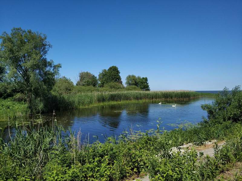 13:39. Лебеди в Западном канале