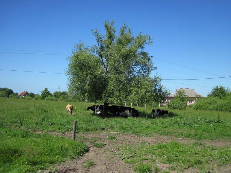 Коровы в Заливном