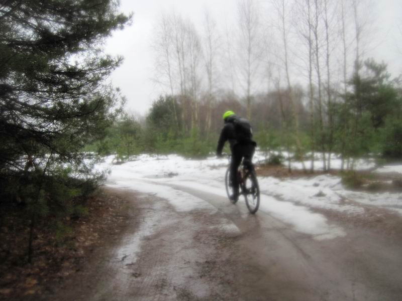 Вот где ёлки новогодние растут!