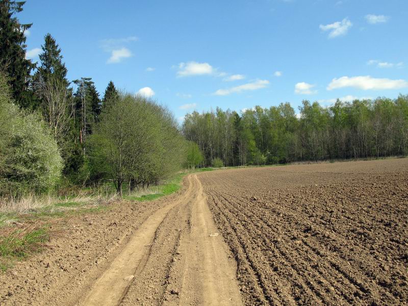 Дорога к Матросовскому лесу.