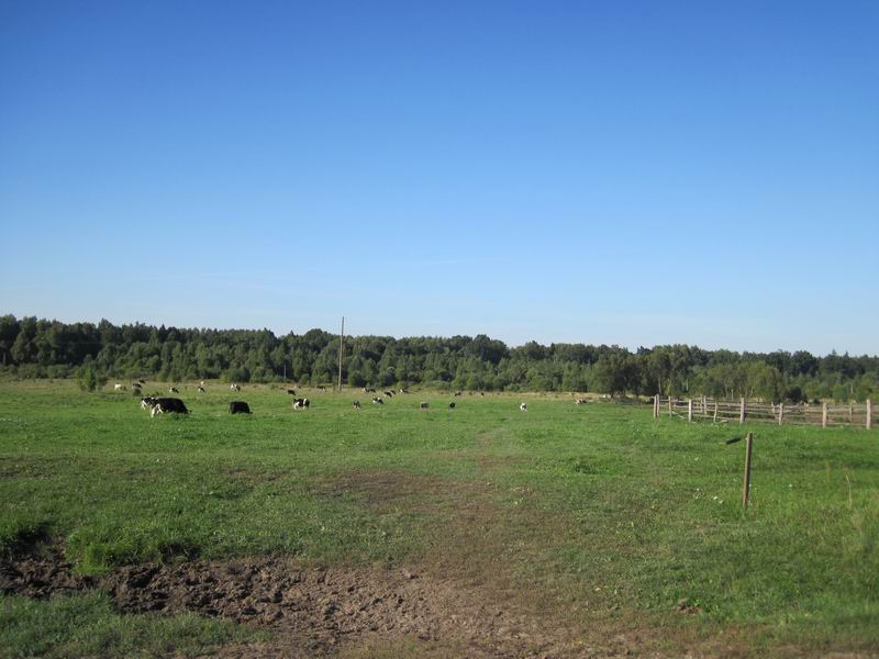 Коровы пасутся