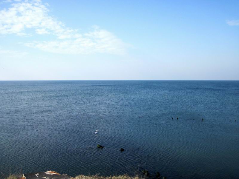 Одинокий лебедь в море