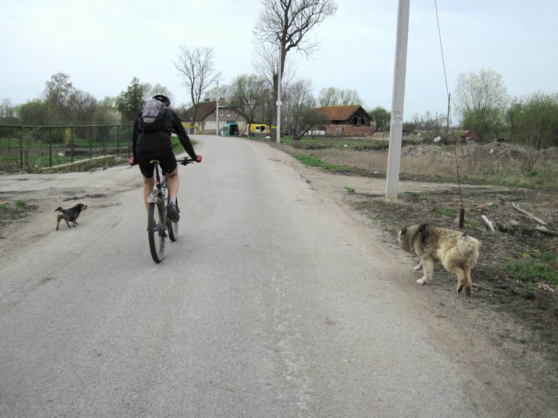 Собаки облаивают Сергея Агеева