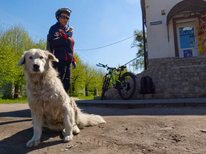 Местный барбос.