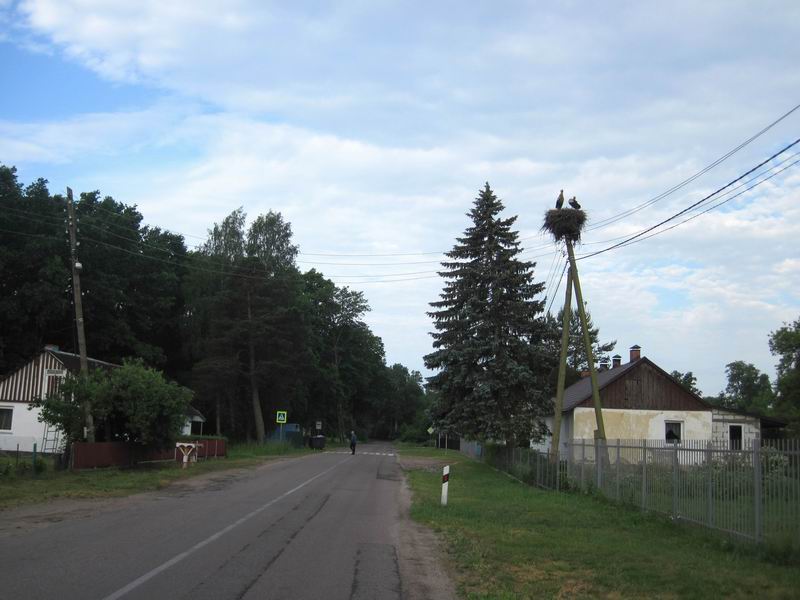 Аисты в Майском