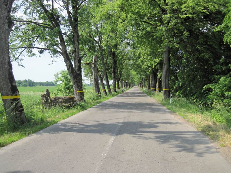 Дорога в Залесье